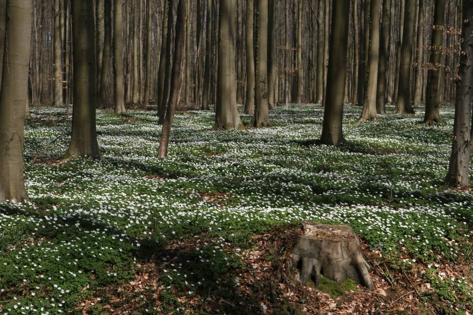 foto van bos