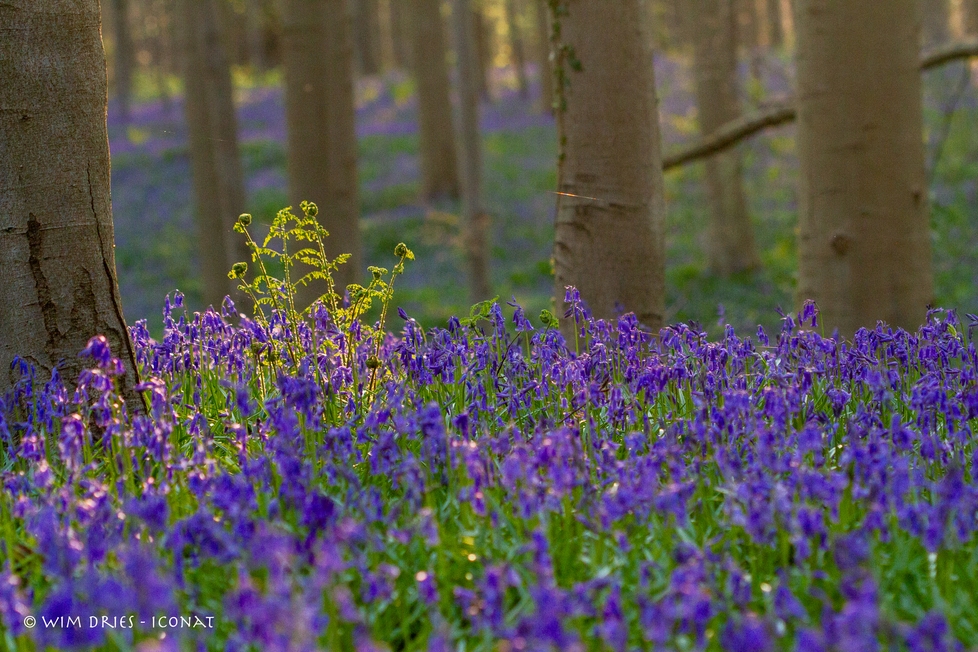 Hallerbos, foto’s uit de oude doos