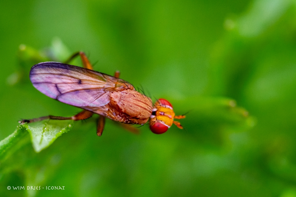 Macrofotografie, foto’s uit de oude doos