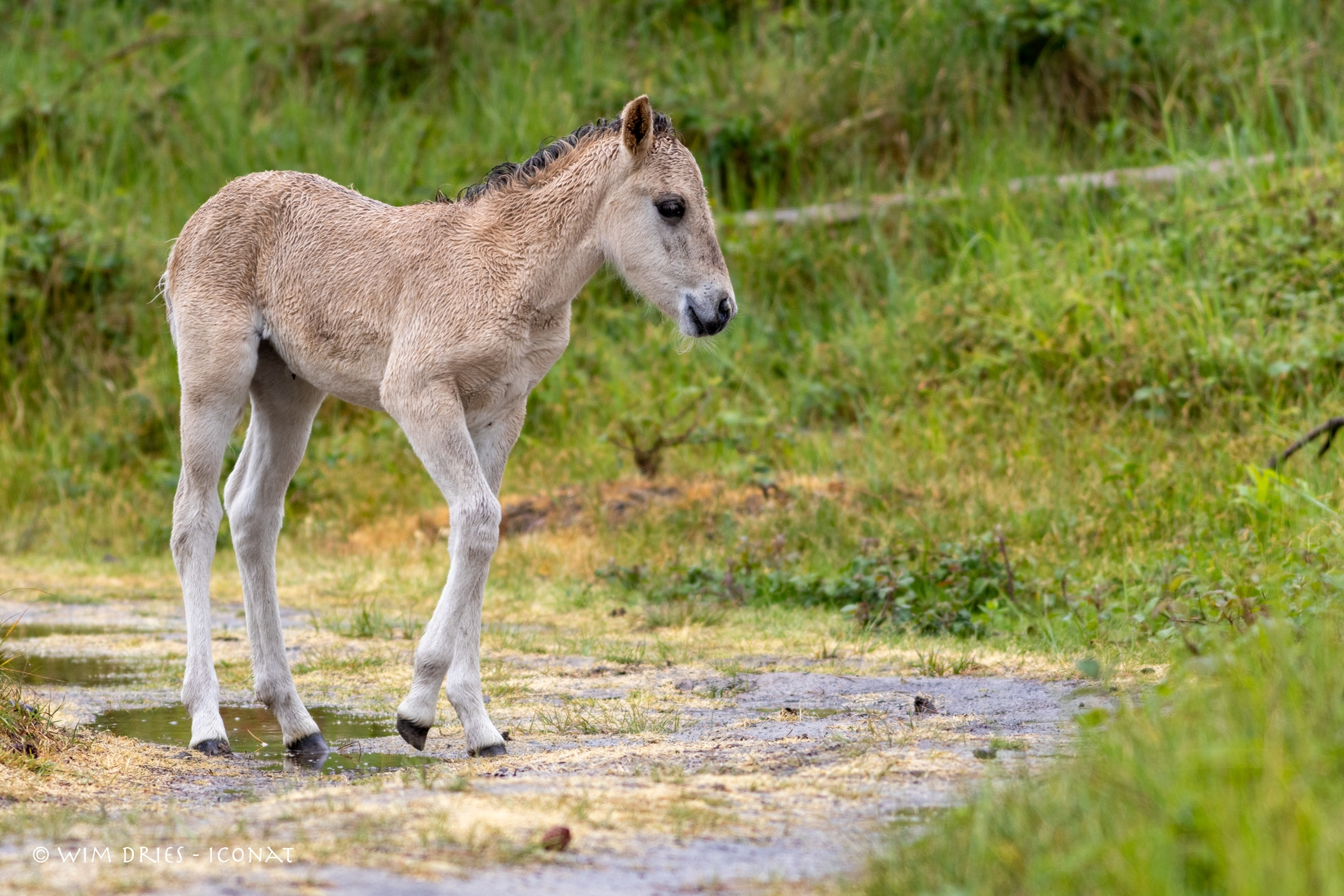 Wandeling Oranjezon NL